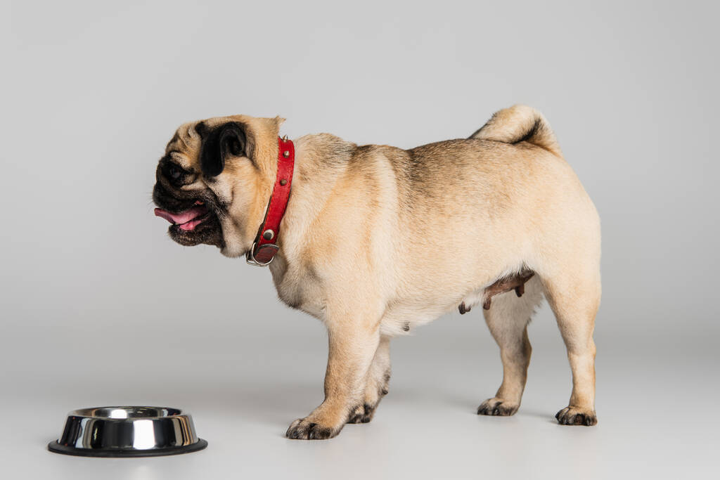 vista lateral do cão pug de raça pura em colarinho vermelho em pé perto de tigela inoxidável com alimentos para animais de estimação em cinza   - Foto, Imagem