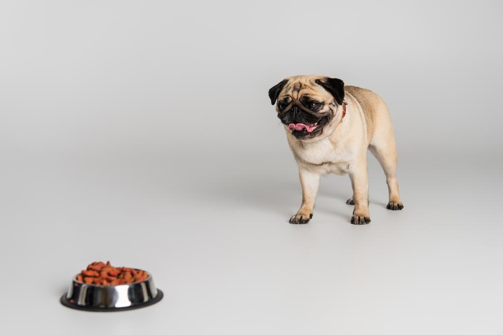 čistokrevný pug pes vyčnívající jazyk v blízkosti rozmazané nerezové mísy s krmivem pro domácí mazlíčky na šedé  - Fotografie, Obrázek