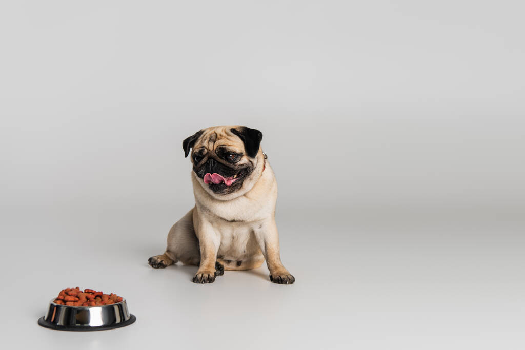 чистокровний мопс собака стирчить язиком біля нержавіючої миски з кормом для домашніх тварин на сірому фоні
  - Фото, зображення