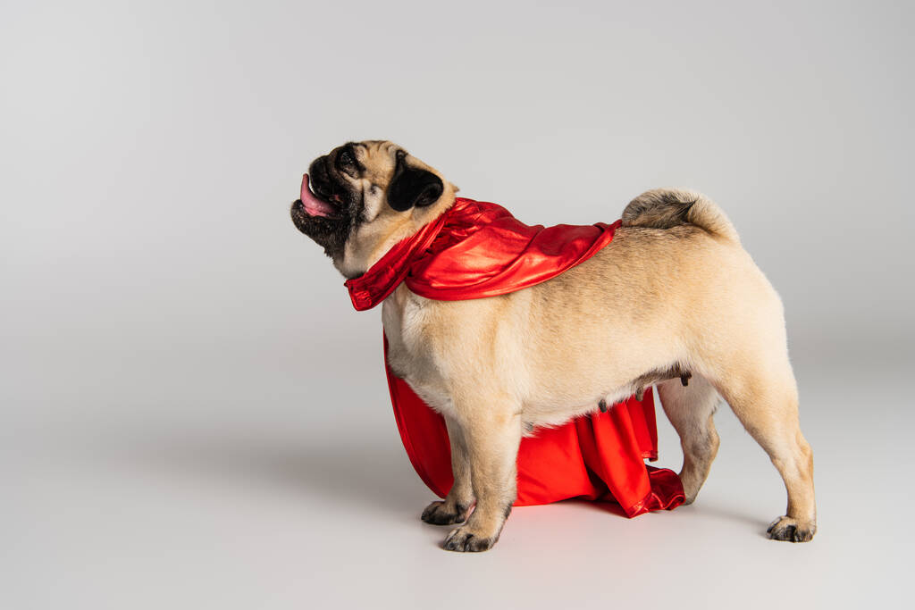 вид збоку чистокровного мопса собаки в червоному супергеройському мисі, що стоїть на сірому фоні
  - Фото, зображення