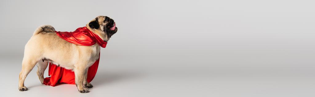 boční pohled na čistokrevný pug pes v červené superhrdina mys stojící na šedém pozadí, banner - Fotografie, Obrázek