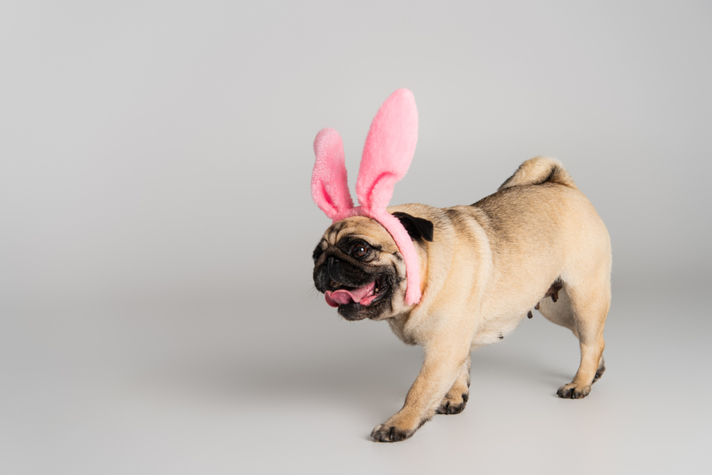 carino cane carlino in fascia rosa con orecchie di coniglio a piedi su sfondo grigio - Foto, immagini