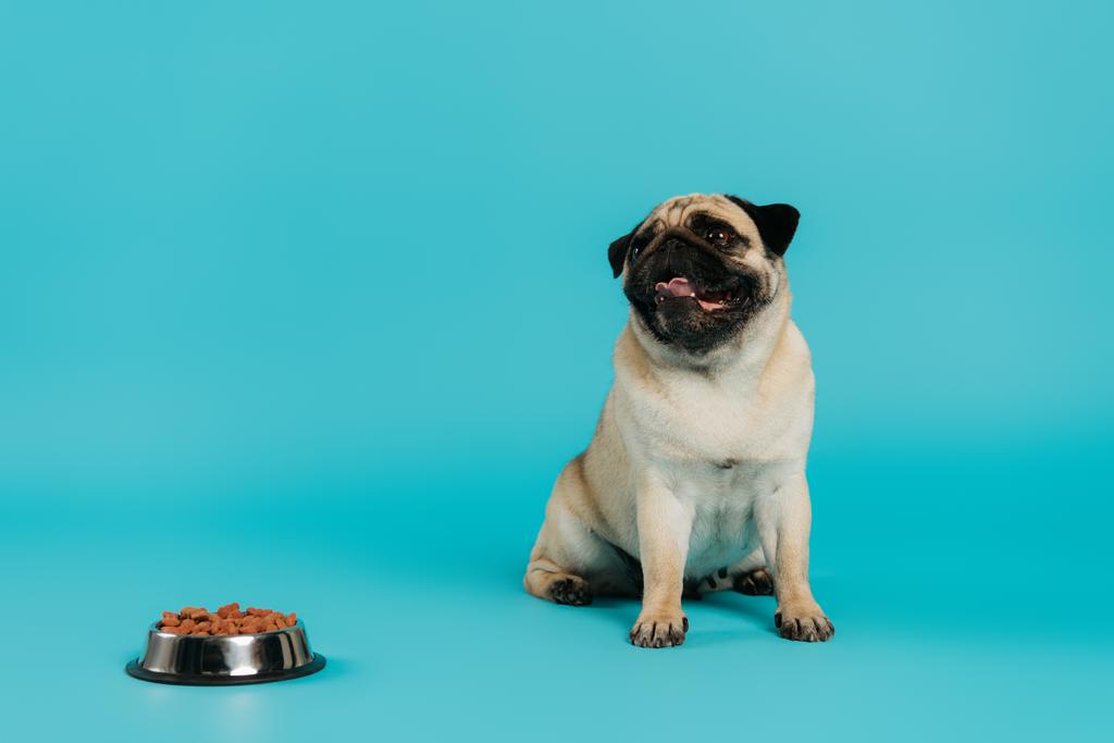 perro pug de raza pura sentado cerca de un tazón de acero inoxidable con comida para mascotas sobre fondo azul  - Foto, Imagen