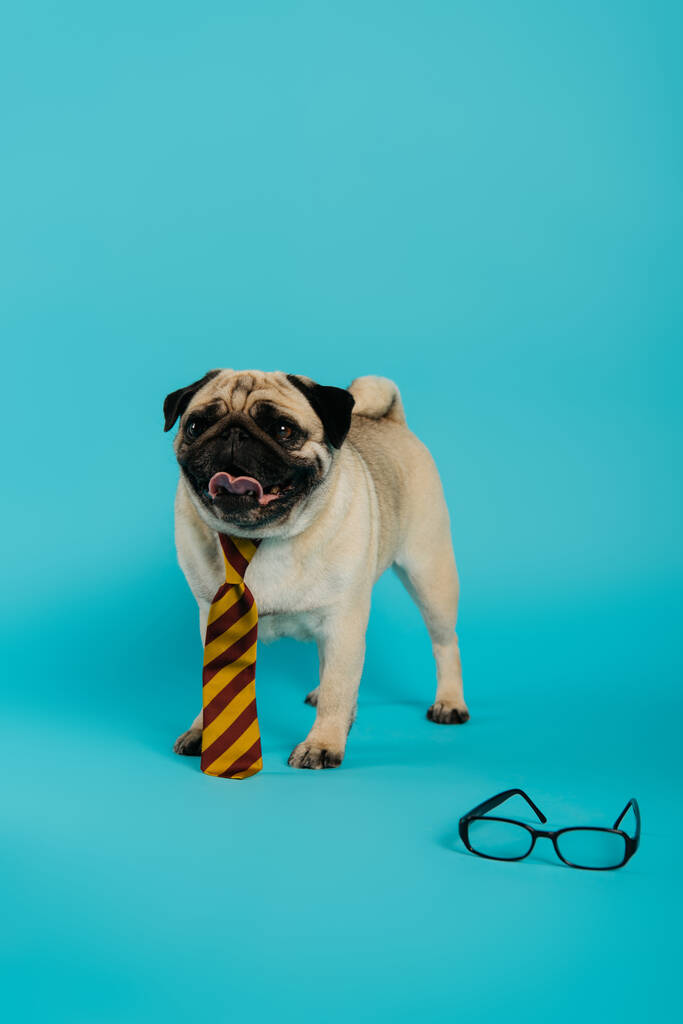 stylowy pies mops w paski krawat wystające język i stojąc w pobliżu okularów na niebieski - Zdjęcie, obraz