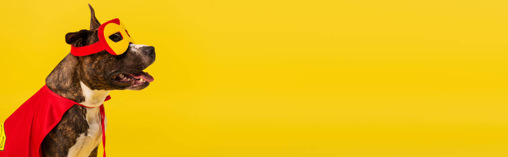 чистокровний стаффордширський бультер'єр у хеллоуїнському супергеройському плащі та масці ізольовані на жовтому, банер
 - Фото, зображення