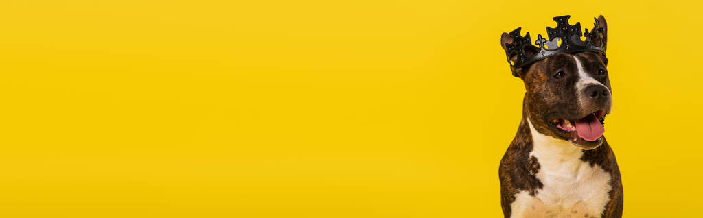 純血種のスタッフォードシャー・ブル・テリア・イン・クラウン黄色のバナー - 写真・画像