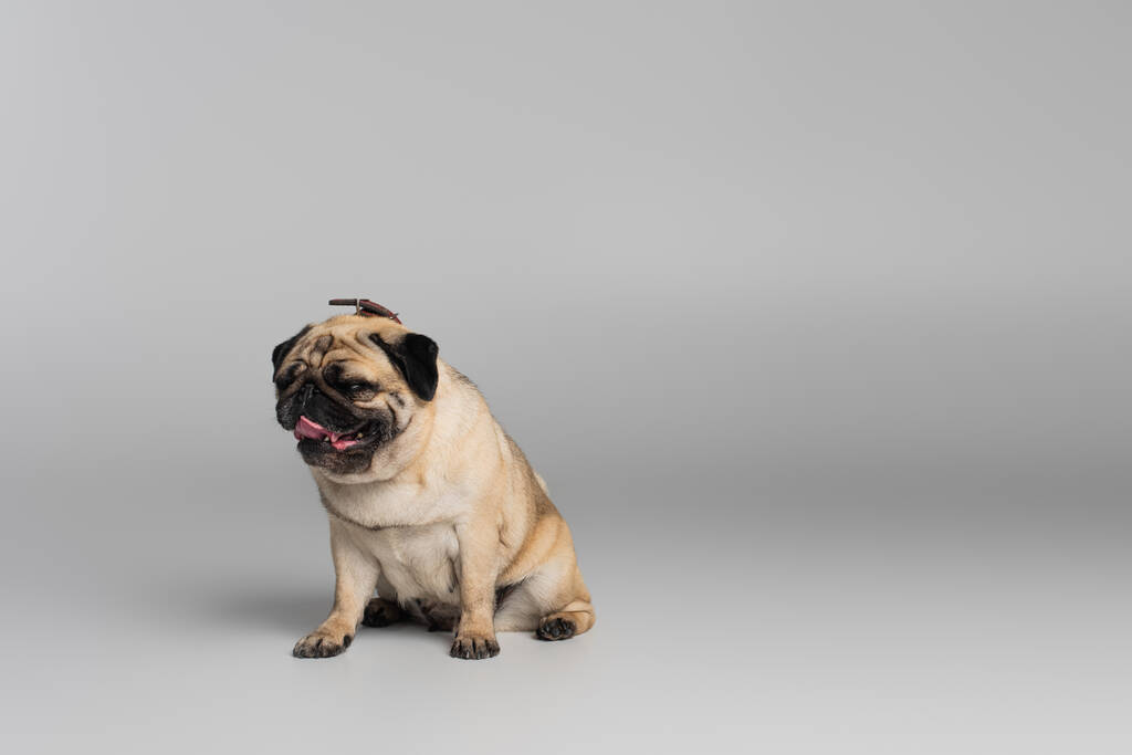 χαριτωμένος σκύλος pug με ρυτίδες κάθεται σε γκρι φόντο  - Φωτογραφία, εικόνα