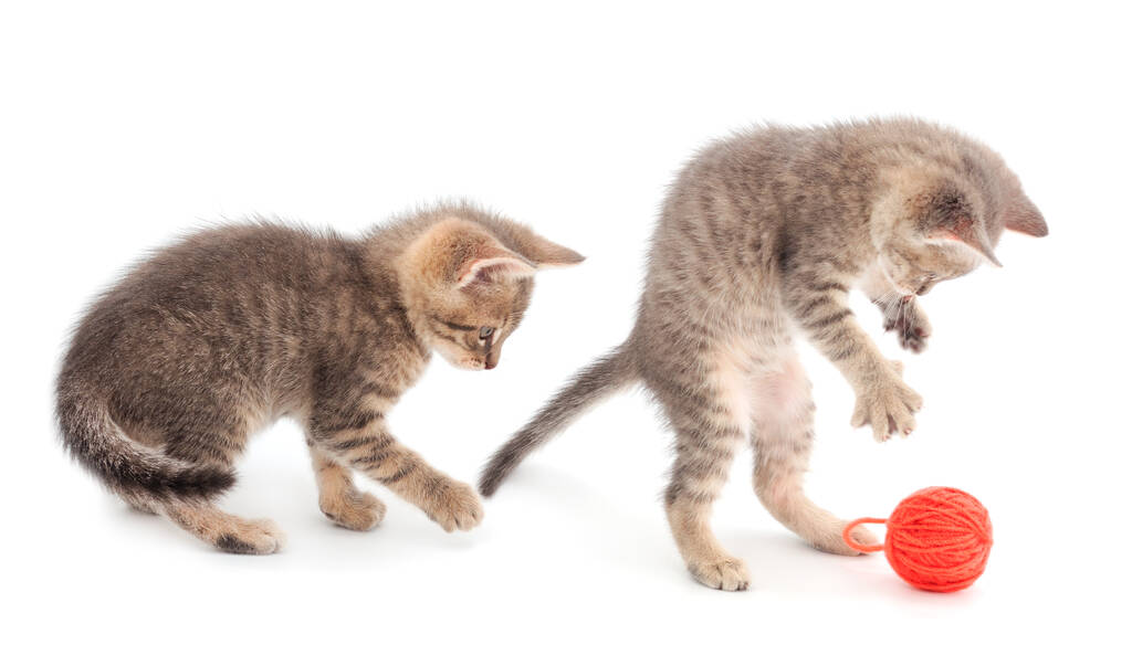 Δύο μικρά γατάκια παίζουν με μια μπάλα από νήματα απομονωμένη σε λευκό φόντο. - Φωτογραφία, εικόνα