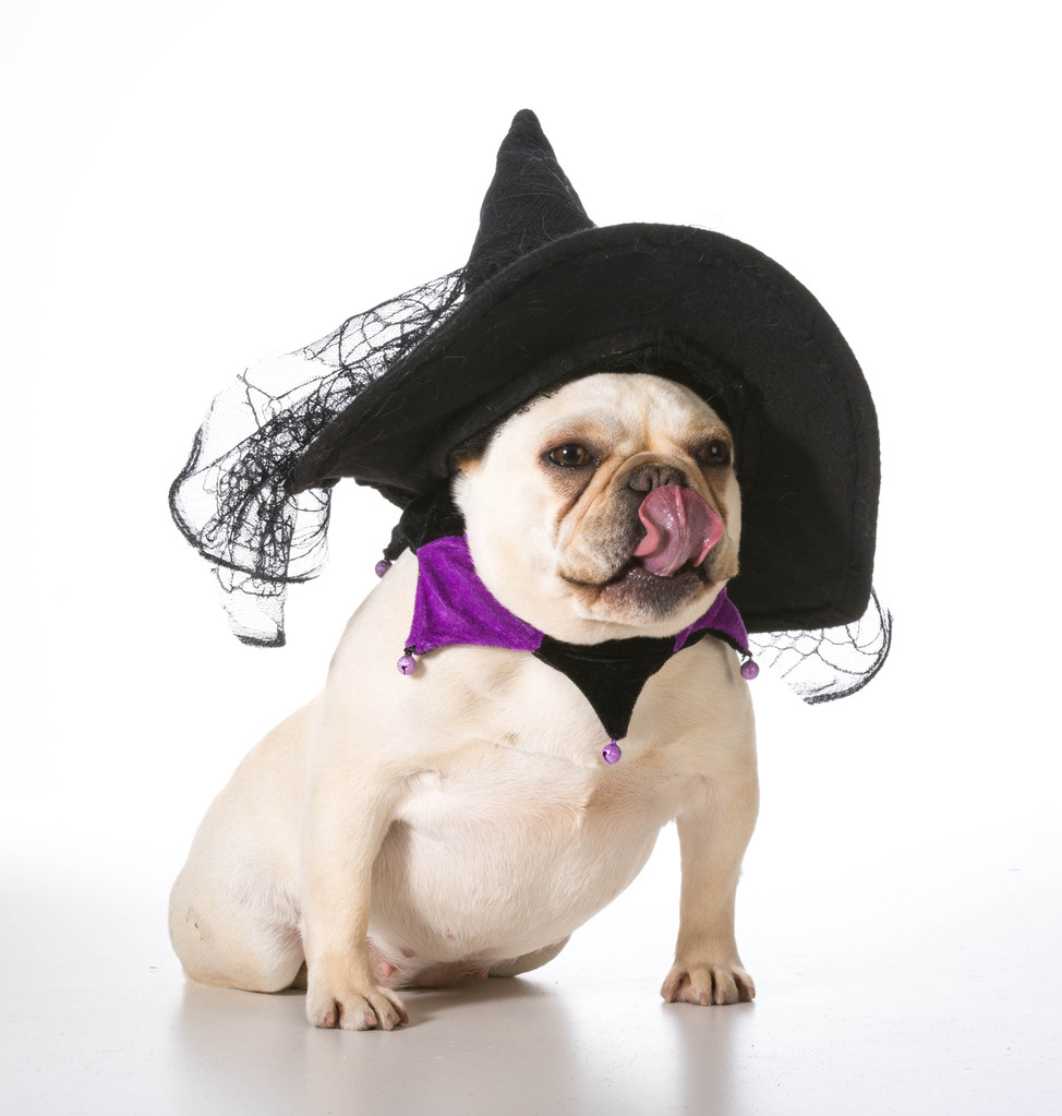 Hund als Hexe verkleidet - Foto, Bild