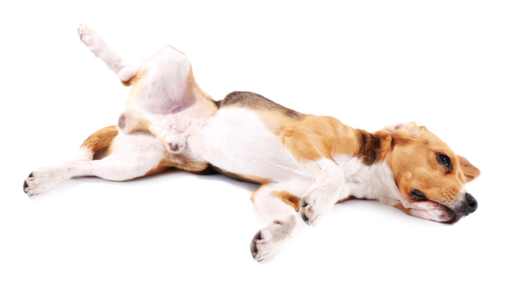 Zabawny pies Beagle - Zdjęcie, obraz