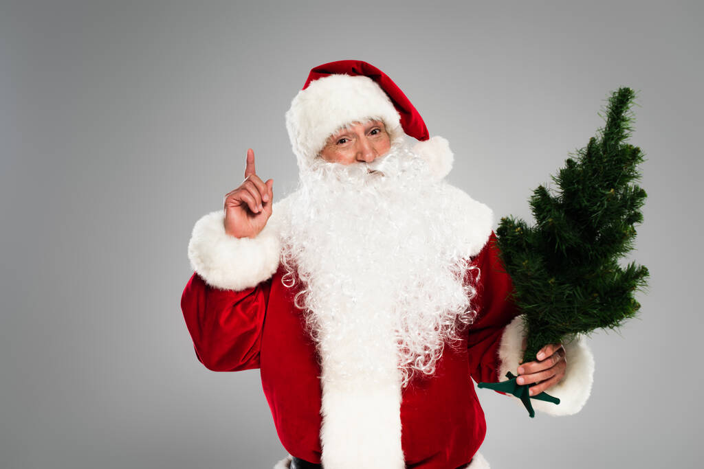 Santa claus in costume holding small spruce tree while having idea isolated on grey  - Photo, Image