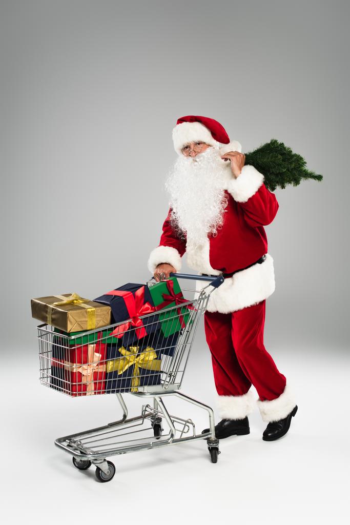 Kerstman met kleine dennen in de buurt van geschenken in winkelwagen op grijze achtergrond  - Foto, afbeelding