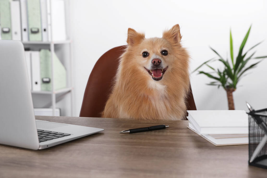 Cute Pomeranian spitz dog at table in office - Valokuva, kuva