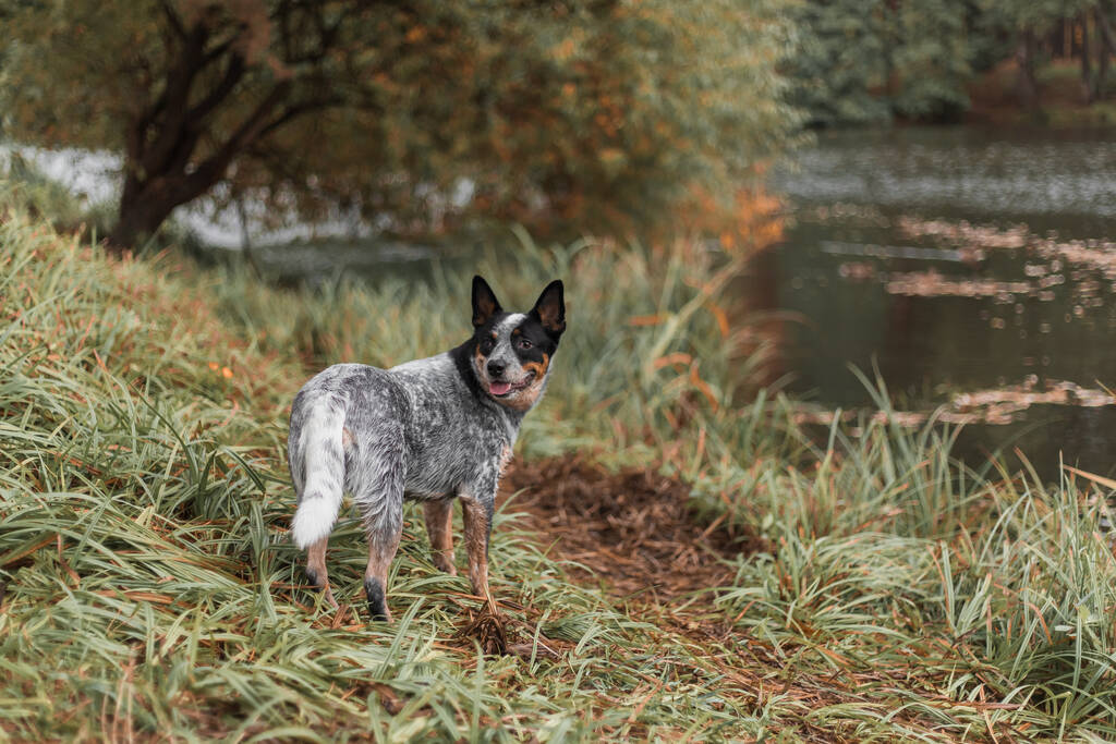 Fiatal kék sarok kutya játszik levelek ősszel. Boldog egészséges kutyát.. - Fotó, kép