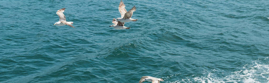 дикие чайки, летающие над голубой водой Босфора с морской пеной, знамя - Фото, изображение