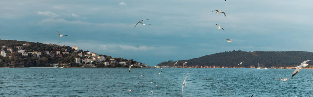 seagulls flying in sky over blue sea of bosporus in turkey, banner - Photo, Image