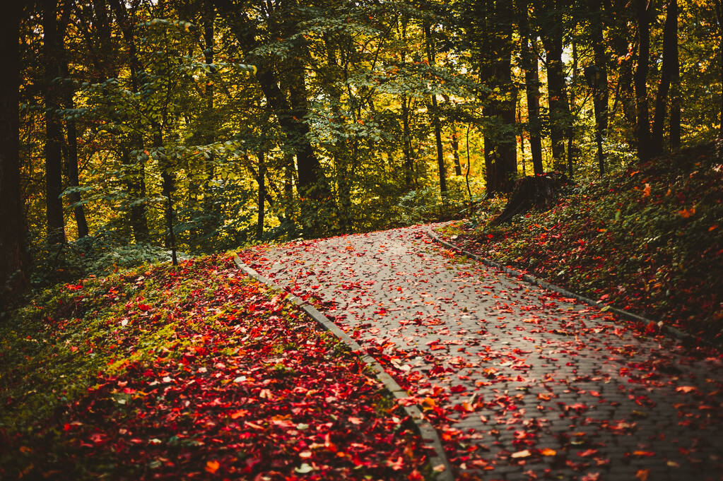Τοπίο ενός φθινοπωρινού πάρκου με λοφώδες έδαφος και κόκκινο φύλλωμα στο μονοπάτι - Φωτογραφία, εικόνα