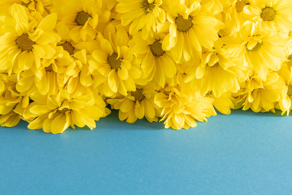 Žluté květy chryzantémy. Květinový detail. Květinové květiny na modrém pozadí. Kopírovat prostor. - Fotografie, Obrázek