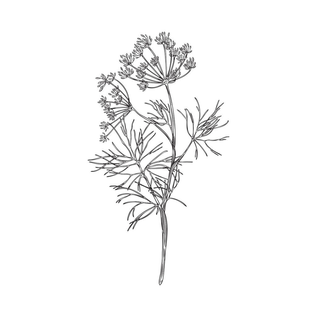 Handgetekende monochrome dille plant schets stijl, vector illustratie geïsoleerd op witte achtergrond. Lekkere smaak product voor culinaire gerechten, natuurlijke biologische plant, plantkunde - Vector, afbeelding