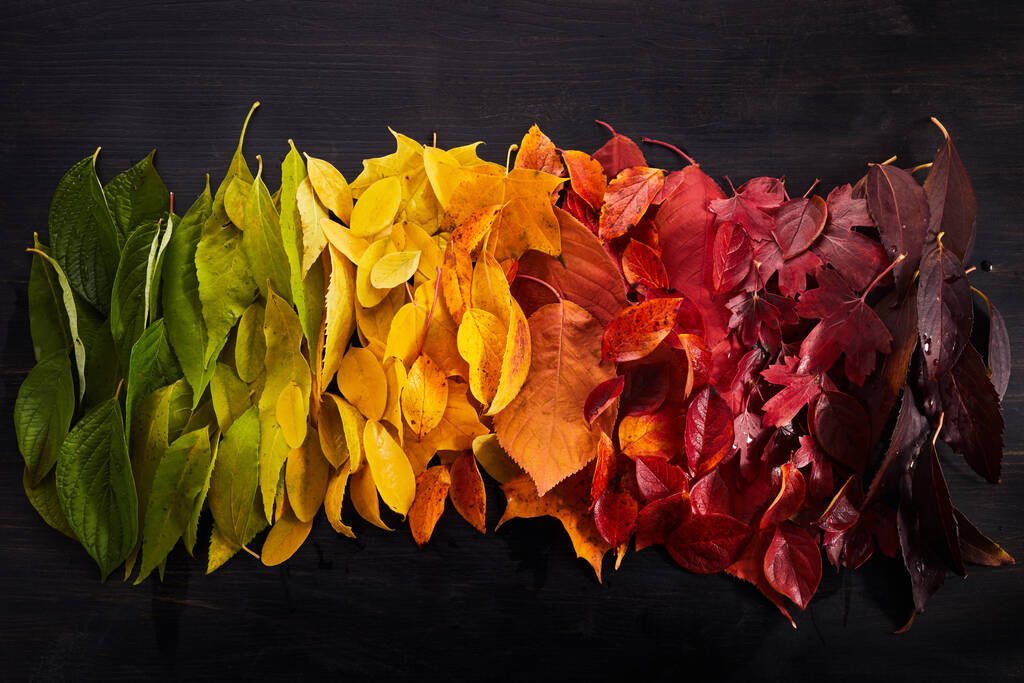Duha barevných podzimních listů na dřevěném pozadí. - Fotografie, Obrázek