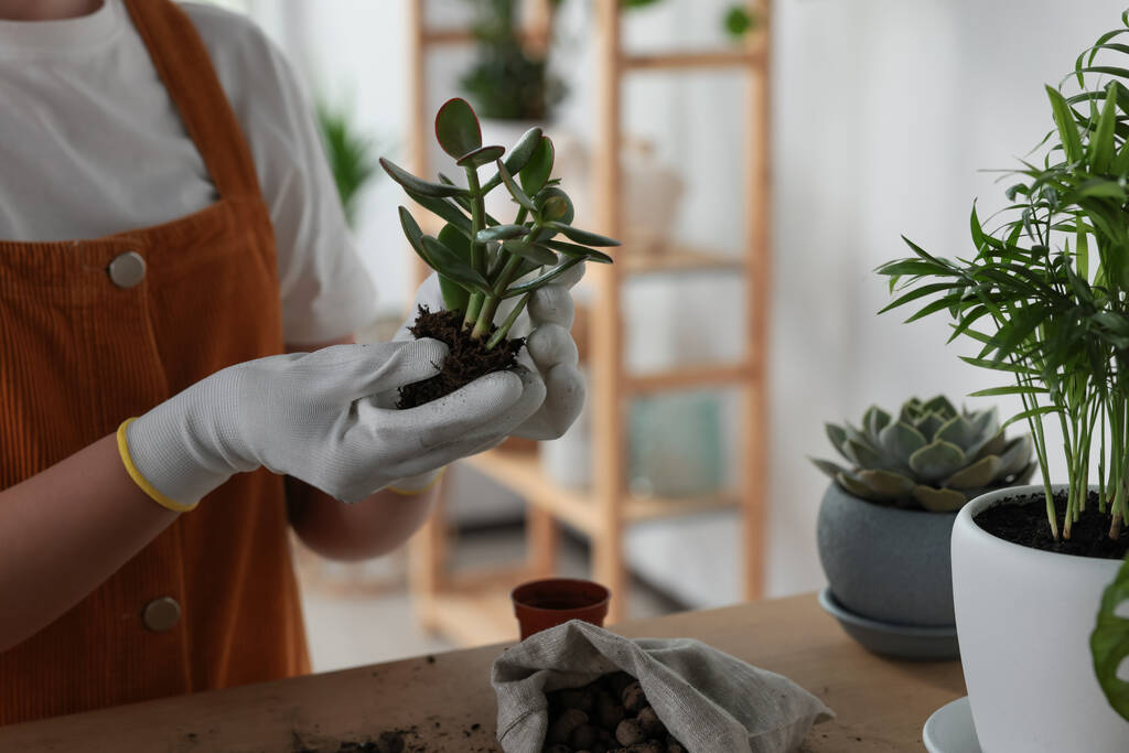 Vrouw transplanteren mooie huisplant aan tafel binnen, closeup - Foto, afbeelding