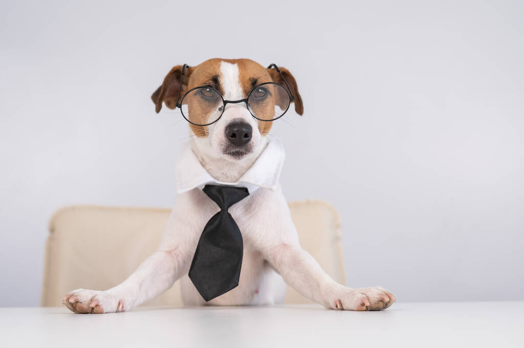 Dog Jack Russell Terrier vestido com uma gravata e óculos senta-se em uma mesa - Foto, Imagem