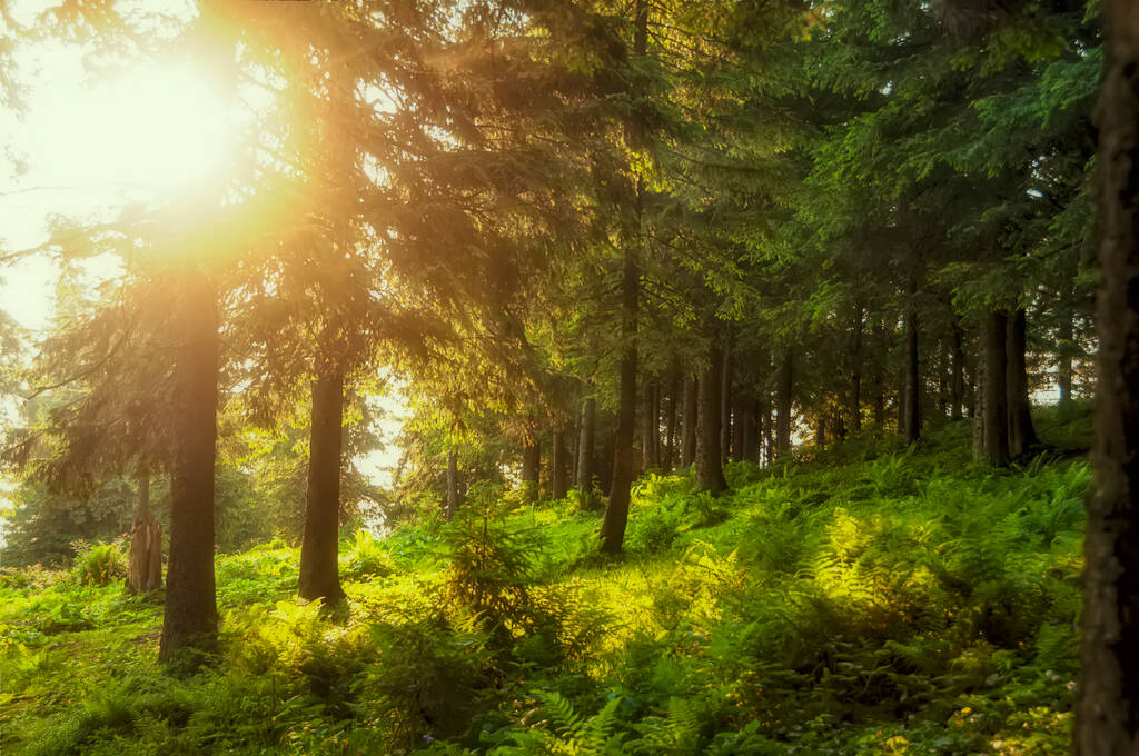 Nadelwald am frühen Morgen, die Sonnenstrahlen filtern durch die Äste und den Nebel. grüne Farne gesättigt und viele andere Pflanzen. - Foto, Bild