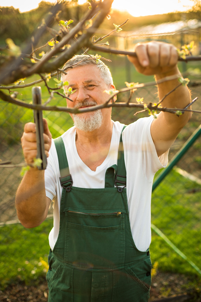 ανώτερος άνθρωπος κηπουρική στον κήπο του - Φωτογραφία, εικόνα