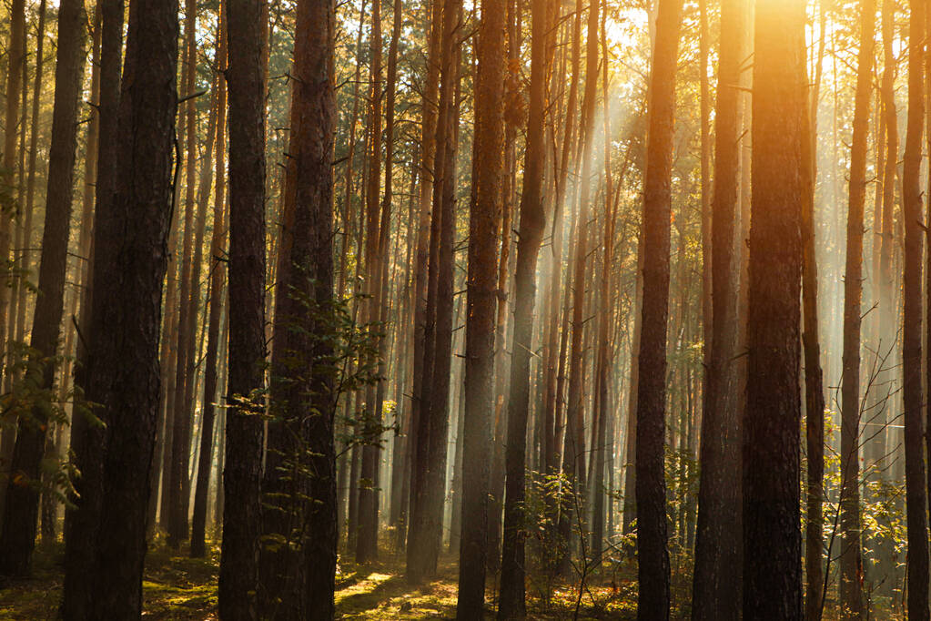 Majestuosa vista del bosque con rayos de sol brillando a través de los árboles en la mañana - Foto, Imagen