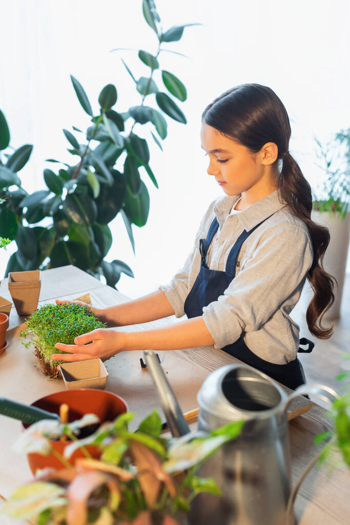 Preteen girl holding microgreen near blurred flowerpots and watering can at home  - 写真・画像