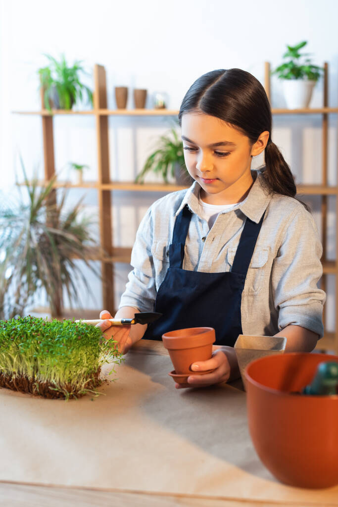 Nastoletnia dziewczyna w fartuchu trzyma łopatę i doniczkę w pobliżu mikrozielonych roślin w domu  - Zdjęcie, obraz