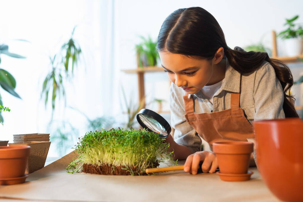 Kind in schort houden vergrootglas terwijl kijken naar microgroene plant thuis  - Foto, afbeelding