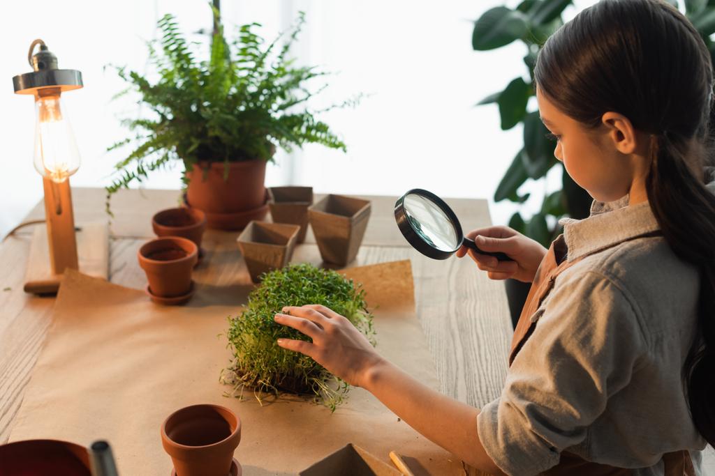 Side view of girl looking at microgreen through magnifying glass on table at home  - Photo, Image
