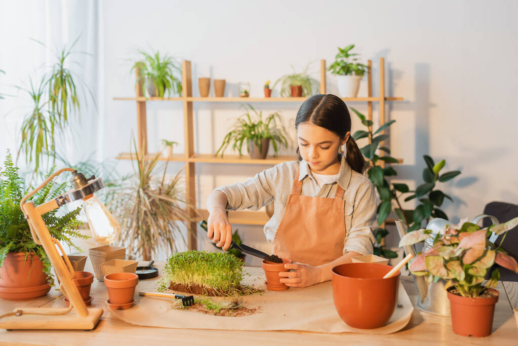 自宅で緑の植物やランプの近くの植木鉢に地面を注ぐエプロンの十代の女の子  - 写真・画像