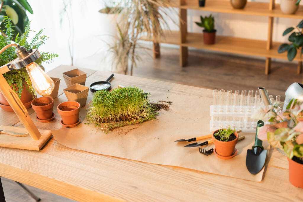 Outils de jardinage et plantes près des éprouvettes en verre sur la table à la maison  - Photo, image