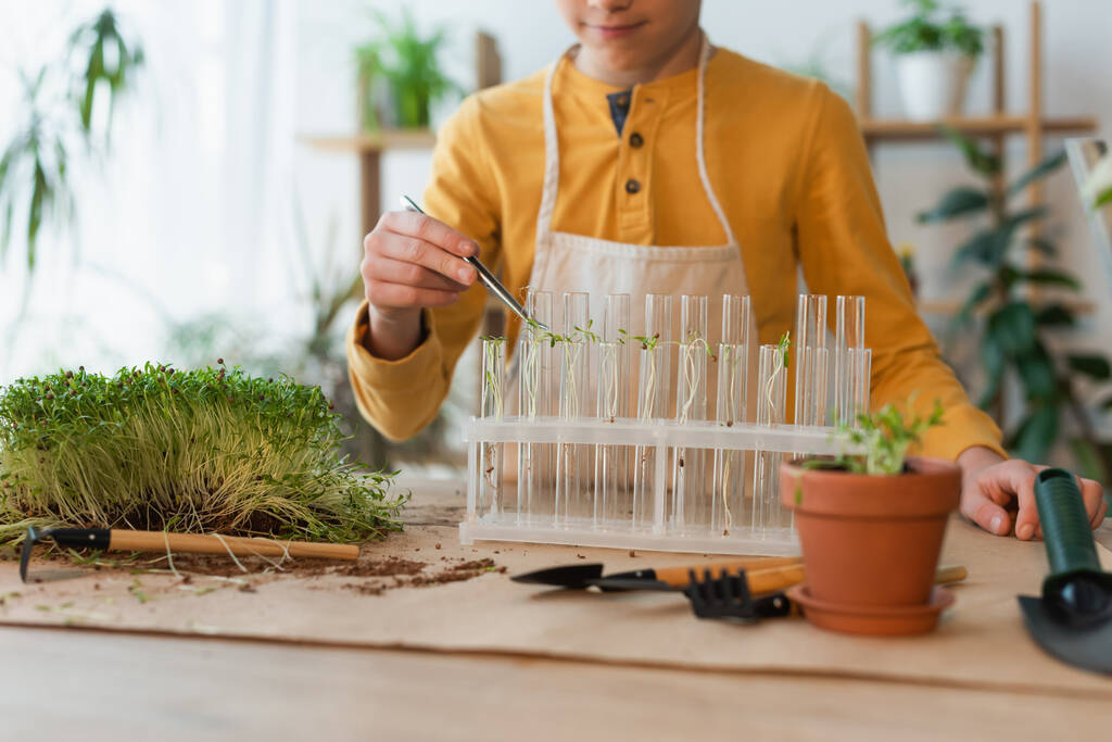 Cropped view of boy with tweezers putting plants in test tubes at home  - Photo, Image