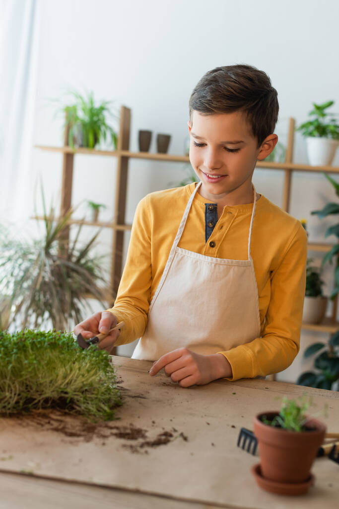 Muchacho sonriente en delantal sosteniendo la pala de jardinería cerca de microgreen en la mesa en casa  - Foto, Imagen