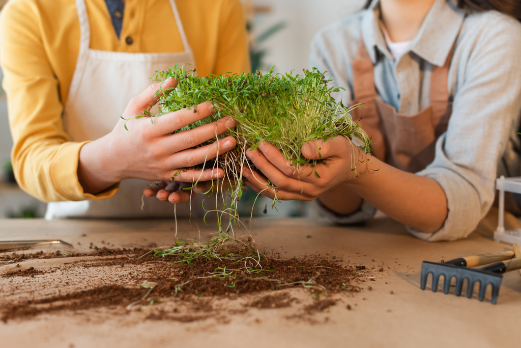 Cropped view of blurred preteen friends holding microgreen near soil and gardening tools at home  - Photo, Image