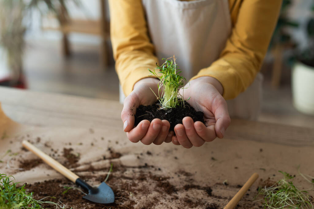 Cropped view of boy holding microgreen in soil near table at home  - Photo, Image