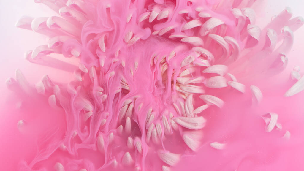 Розовый цветок хризантемы с текучей жидкостью, под водой, крупным планом - Фото, изображение