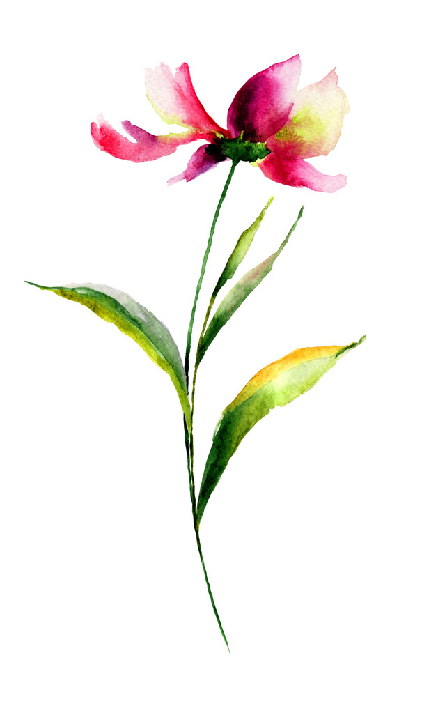 Квітка Cosmea
 - Фото, зображення