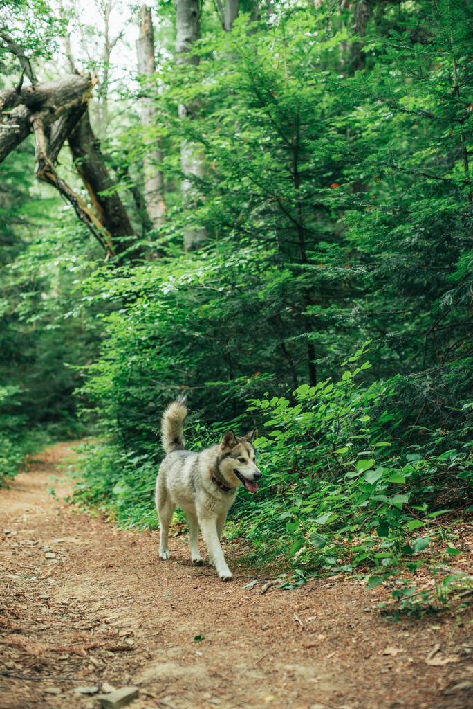 słodkie alaskan malamute pies w lato las - Zdjęcie, obraz
