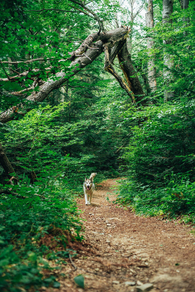 lindo alaskan malamute perro en verano bosque - Foto, imagen