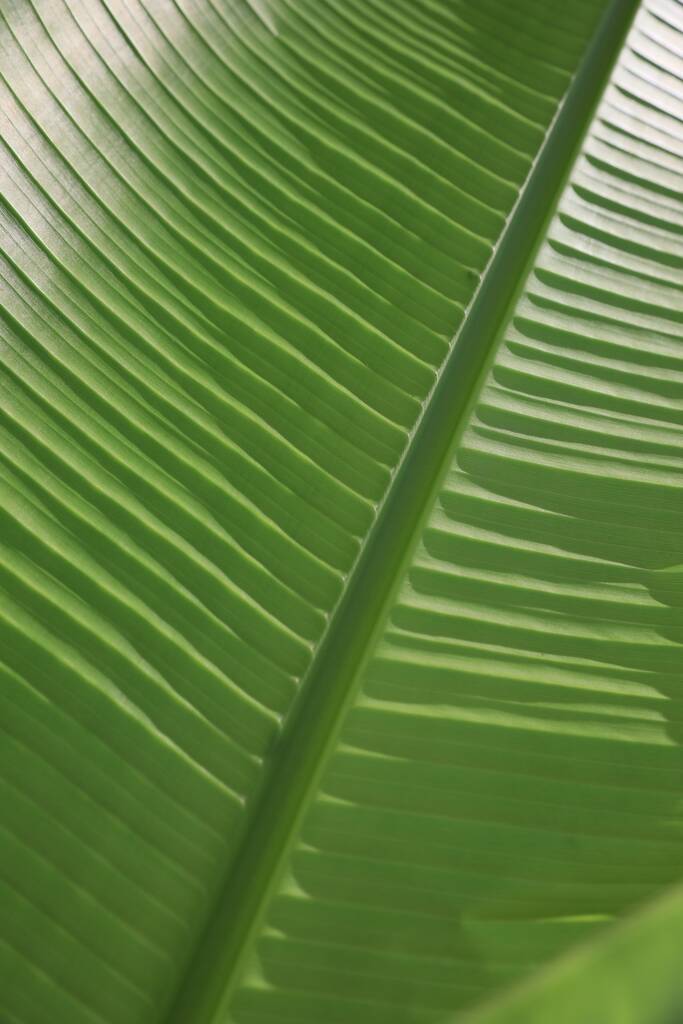 Hermosa hoja de palma verde como fondo, vista de cerca - Foto, imagen
