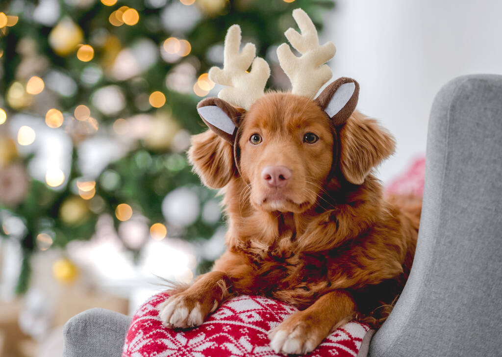 Toller perro recuperador en tiempo de Navidad acostado en el sofá con cuernos de ciervo en casa con la decoración festiva de Año Nuevo y el árbol. Perrito mascota y la atmósfera de Navidad - Foto, Imagen