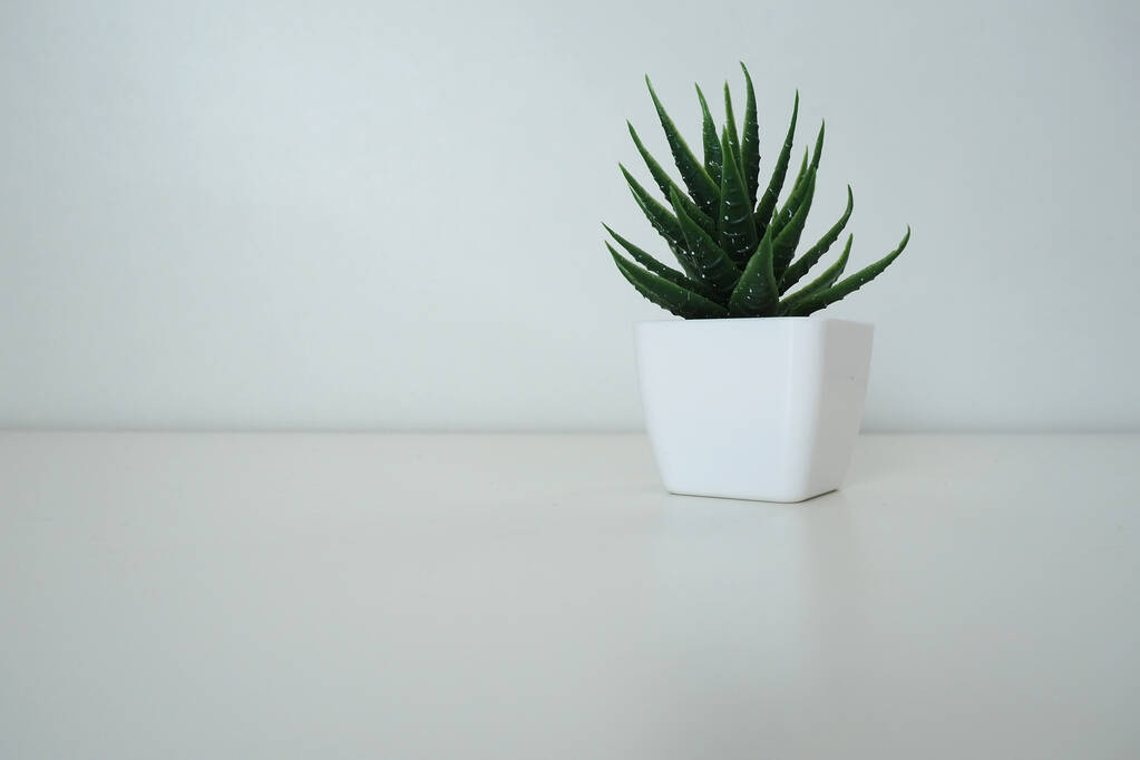 Vnitřní výzdoba. Umělá zelená rostlina v malém bílém květináči u bílé stěny. Evergreen imitace aloe nebo kalanchoe zdobit kancelář, pokoj nebo byt - Fotografie, Obrázek