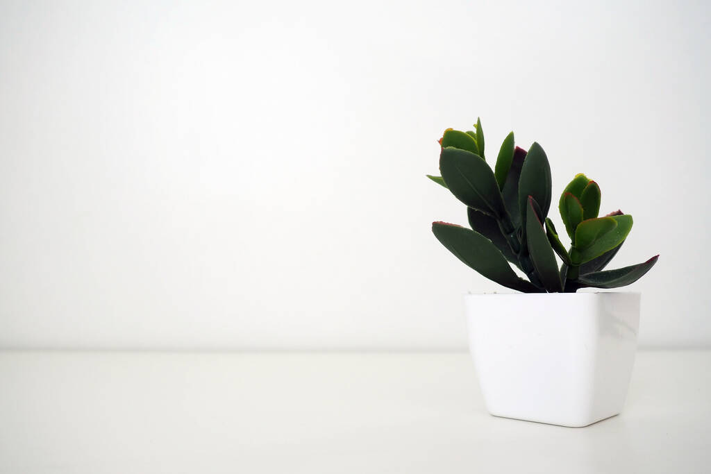 Sisustus. Keinotekoinen vihreä kasvi valkoisessa pienessä potissa valkoista seinää vasten. Evergreen jäljitelmä aloe, crassula tai kalanchoe koristella toimisto, huone tai huoneisto - Valokuva, kuva