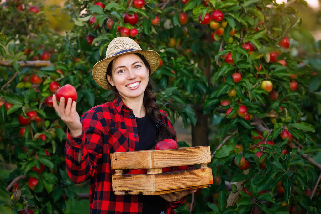 щаслива молода жінка садівник з ящиком червоних яблук в саду. Концепція збору врожаю
 - Фото, зображення