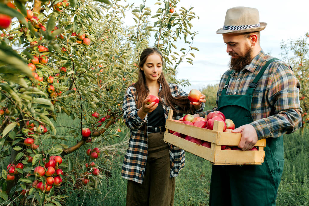 Bir adam ve bir kadın aile çiftliğinde çalışıyor, kadın elma topluyor, adam bir kutu tutuyor. Genç insanlar zengin bir hasat doğduğu için mutlu ve mutlular. Meyve bahçesi elması çok çalışır. Aile işi. - Fotoğraf, Görsel