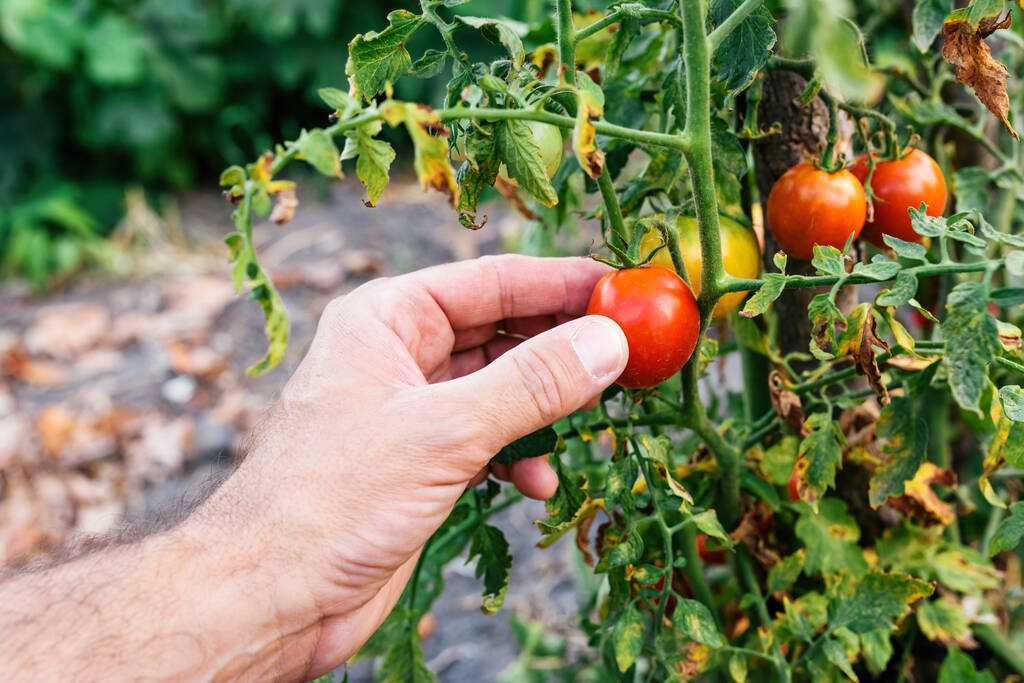 Крупним планом фермерська рука збирає стиглі томатні фрукти в органічному саду, вибірковий фокус
 - Фото, зображення